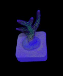 Seriatopora Bird of Paradise M