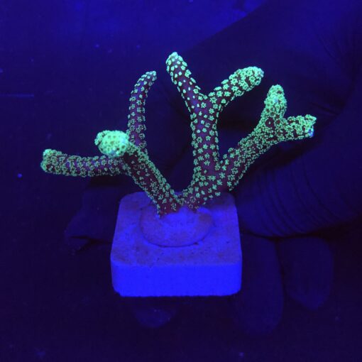 Seriatopora Caliendrum M