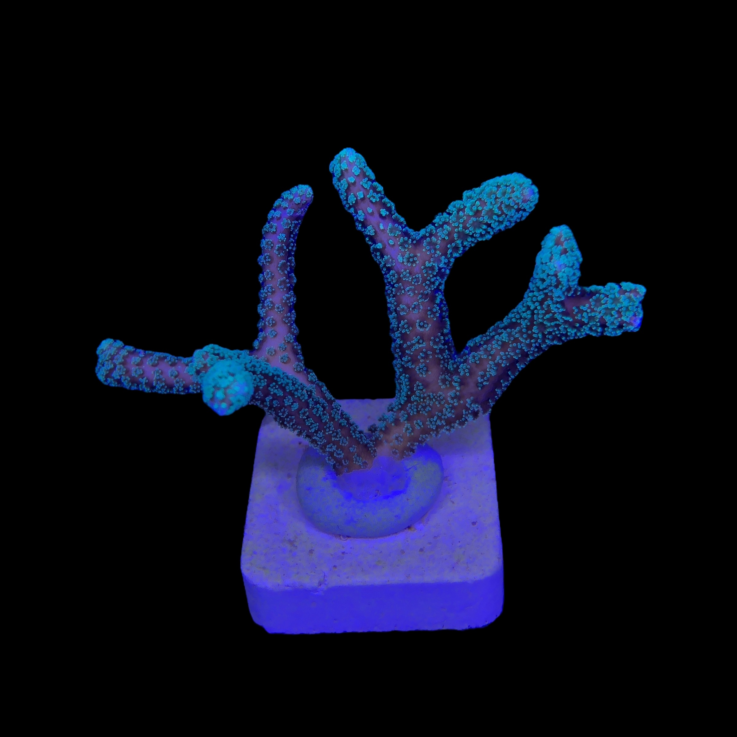 Seriatopora Caliendrum M - Imagem 2