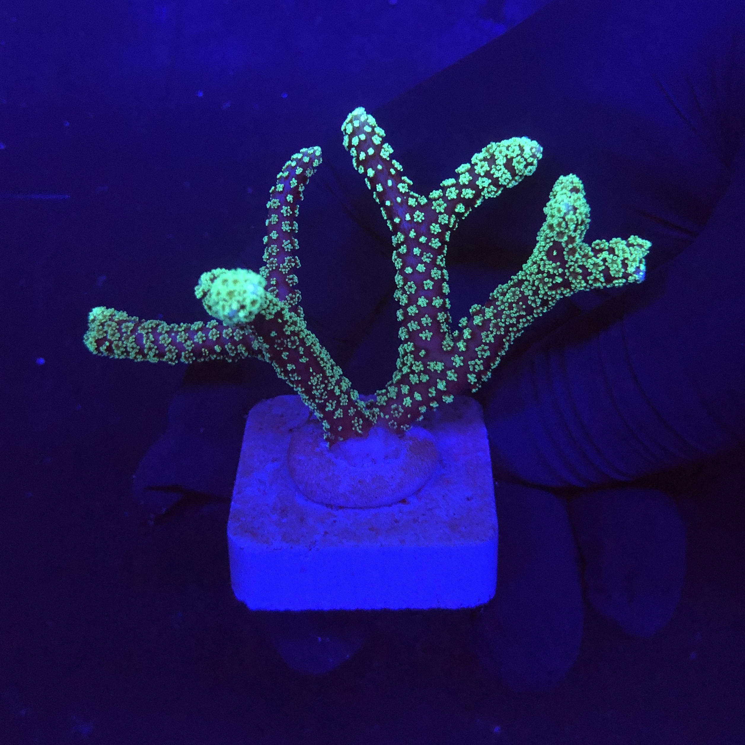 Seriatopora Caliendrum M