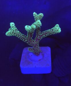Seriatopora Caliendrum M