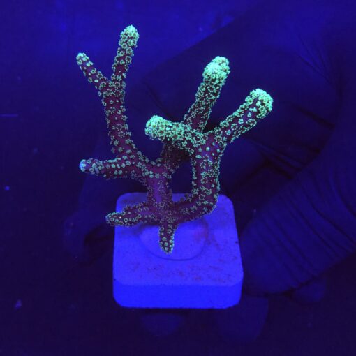 Seriatopora Caliendrum M