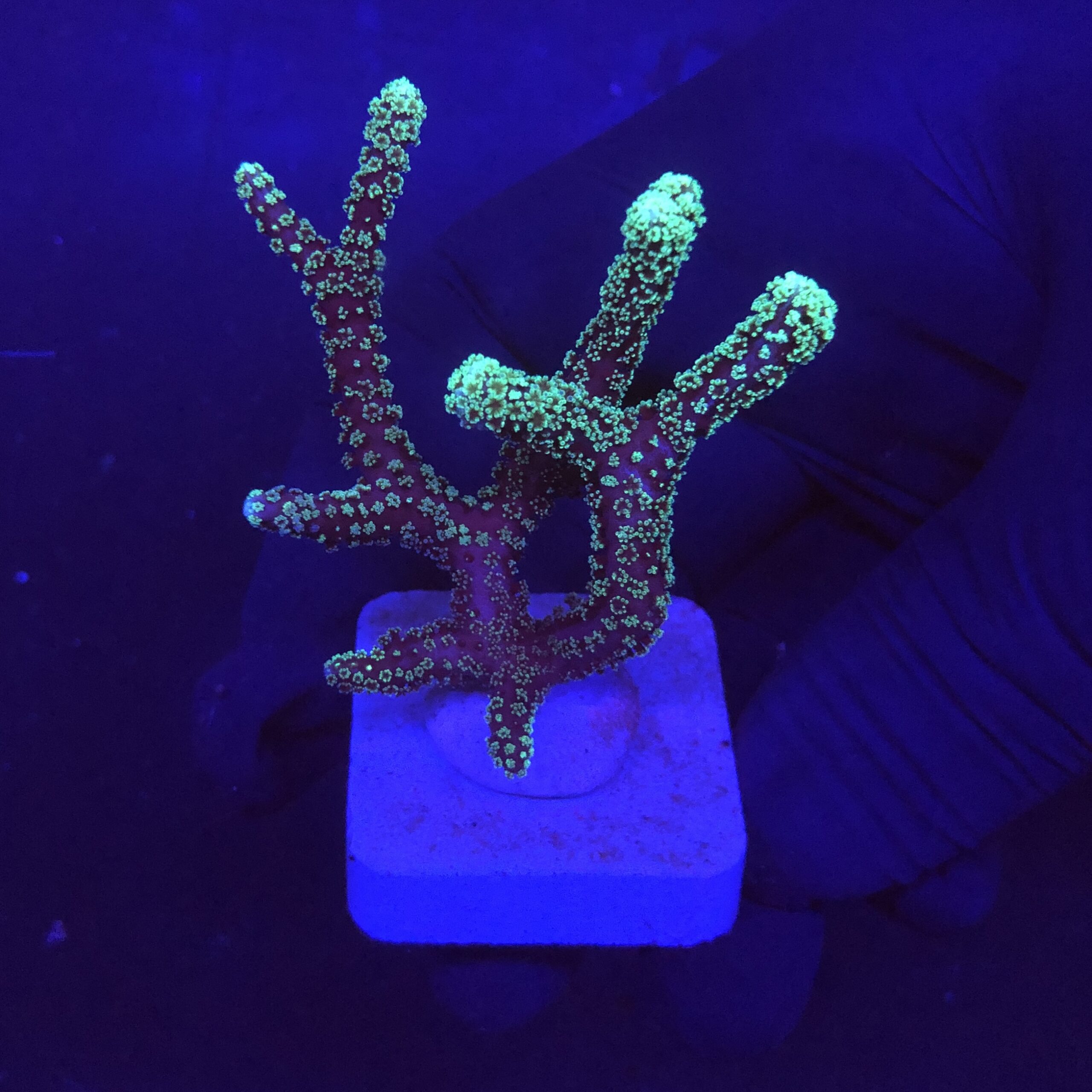 Seriatopora Caliendrum M