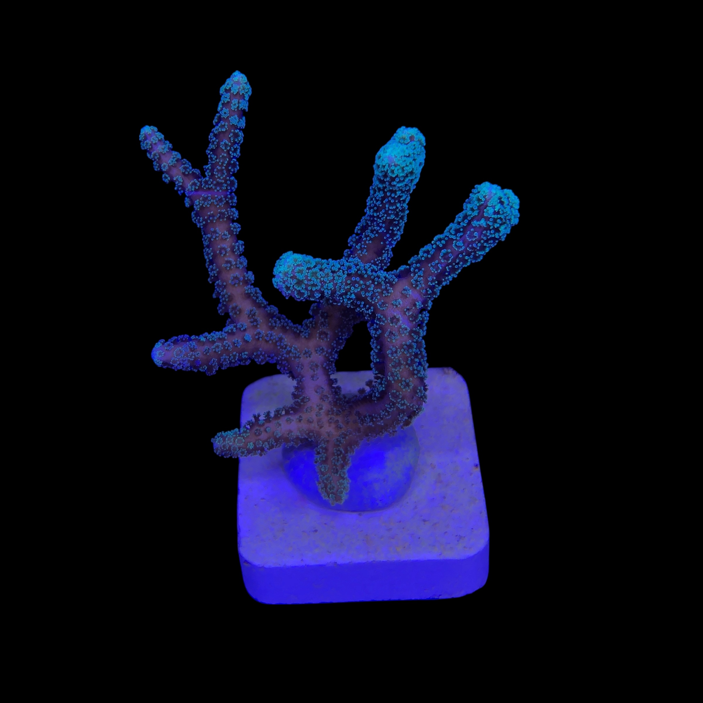 Seriatopora Caliendrum M - Imagem 2