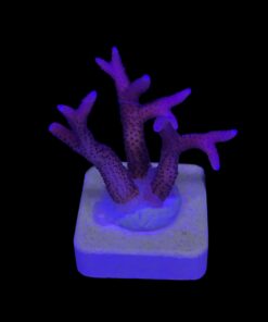 Seriatopora Hot Pink M