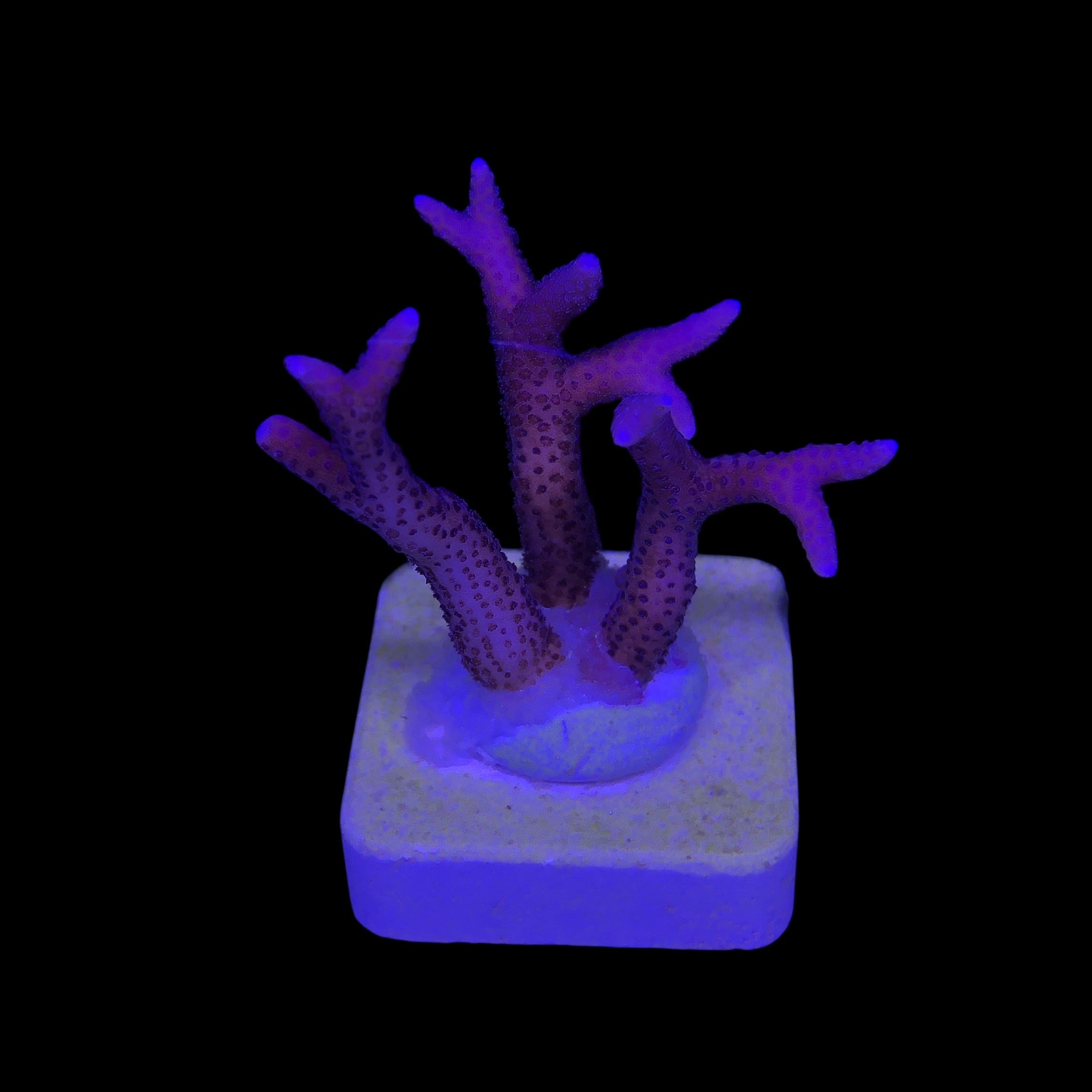 Seriatopora Hot Pink M