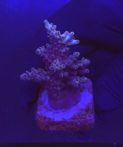 Shortcake Purple Yellow Tips M