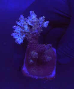 Shortcake Purple Yellow Tips M