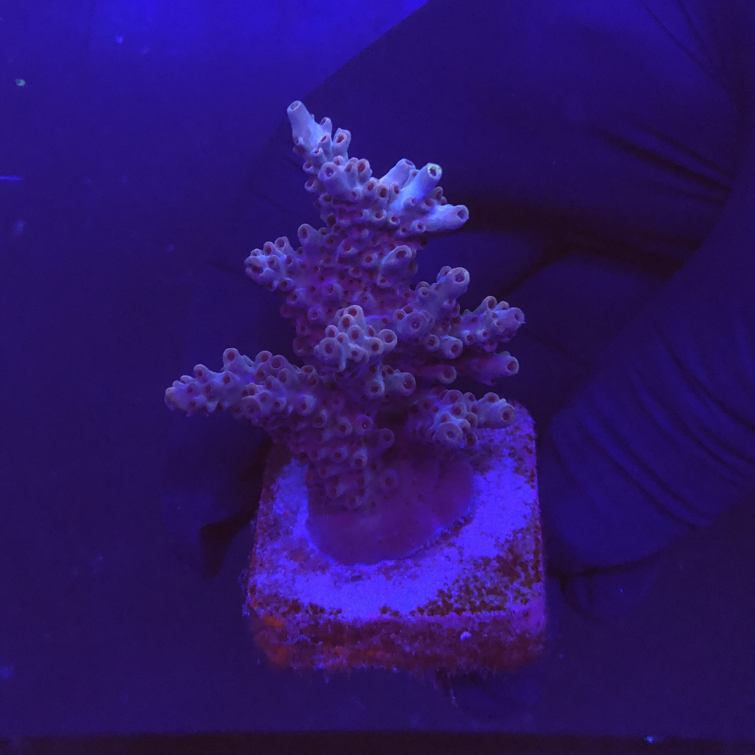 Shortcake Purple Yellow Tips M