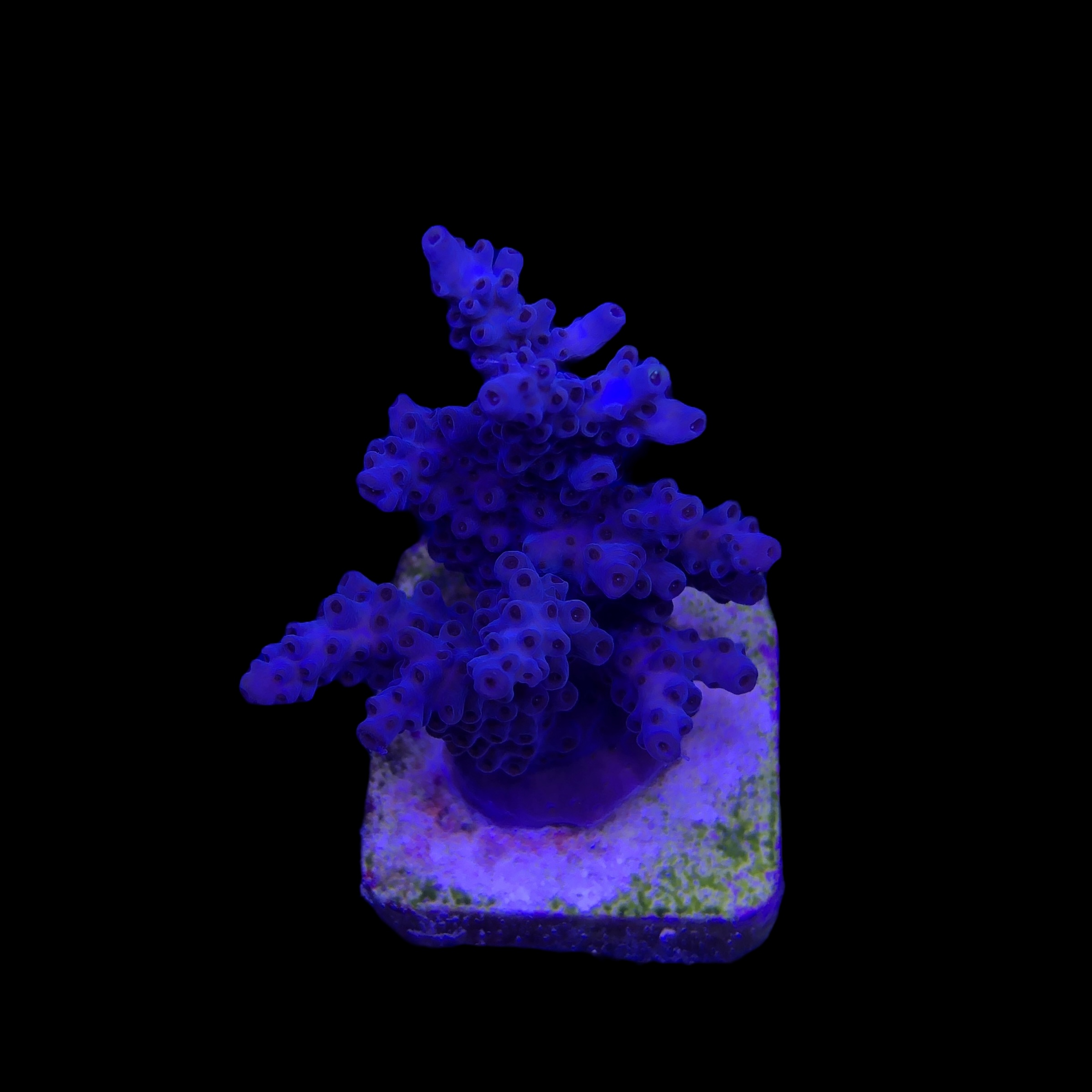 Shortcake Purple Yellow Tips M - Imagem 2