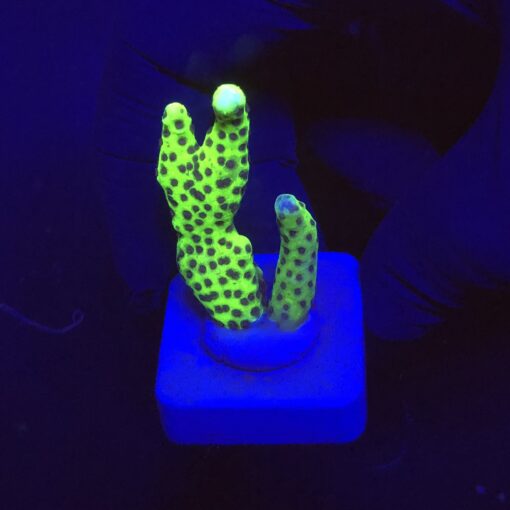 Slime Ball Anacropora M