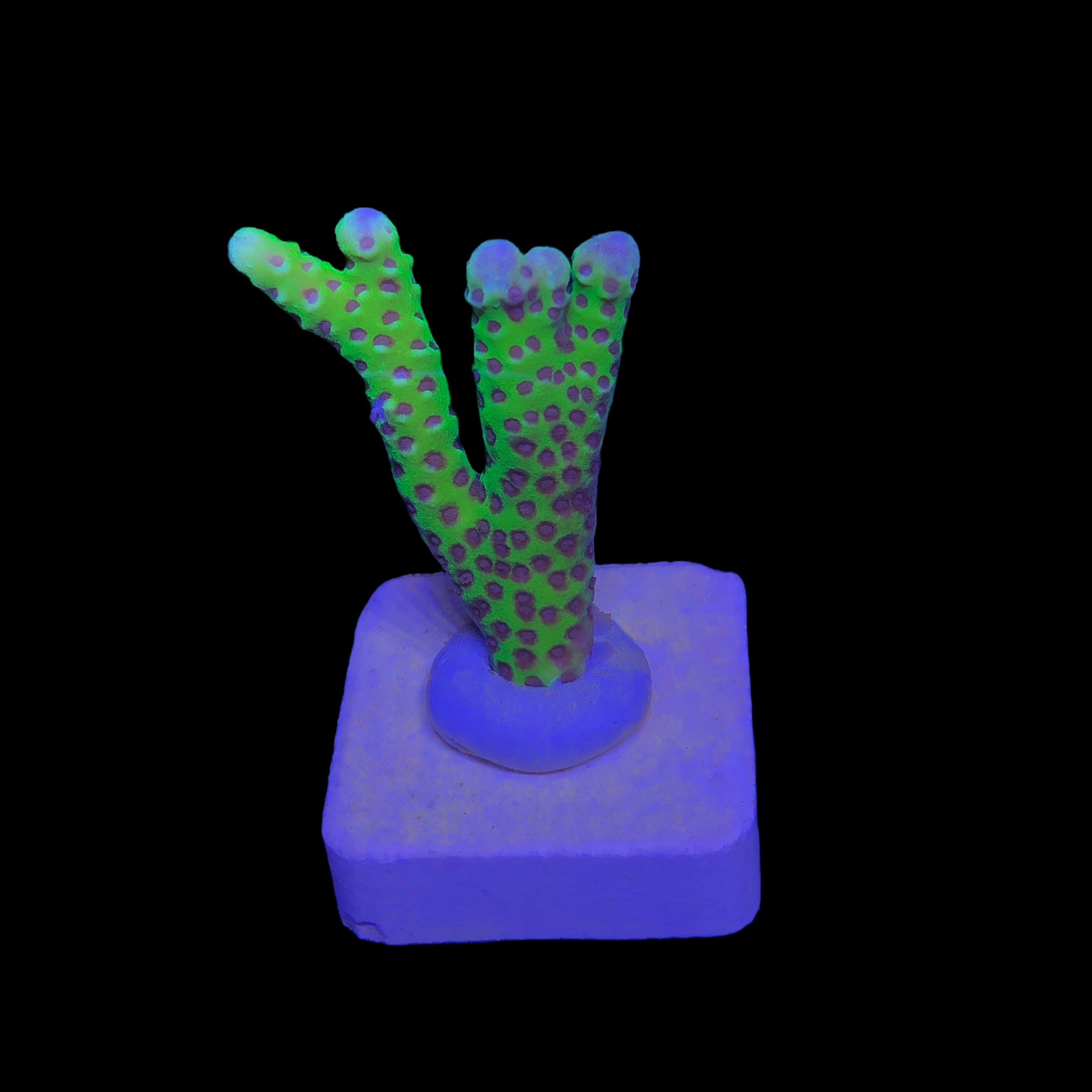 Slime Ball Anacropora M - Imagem 2
