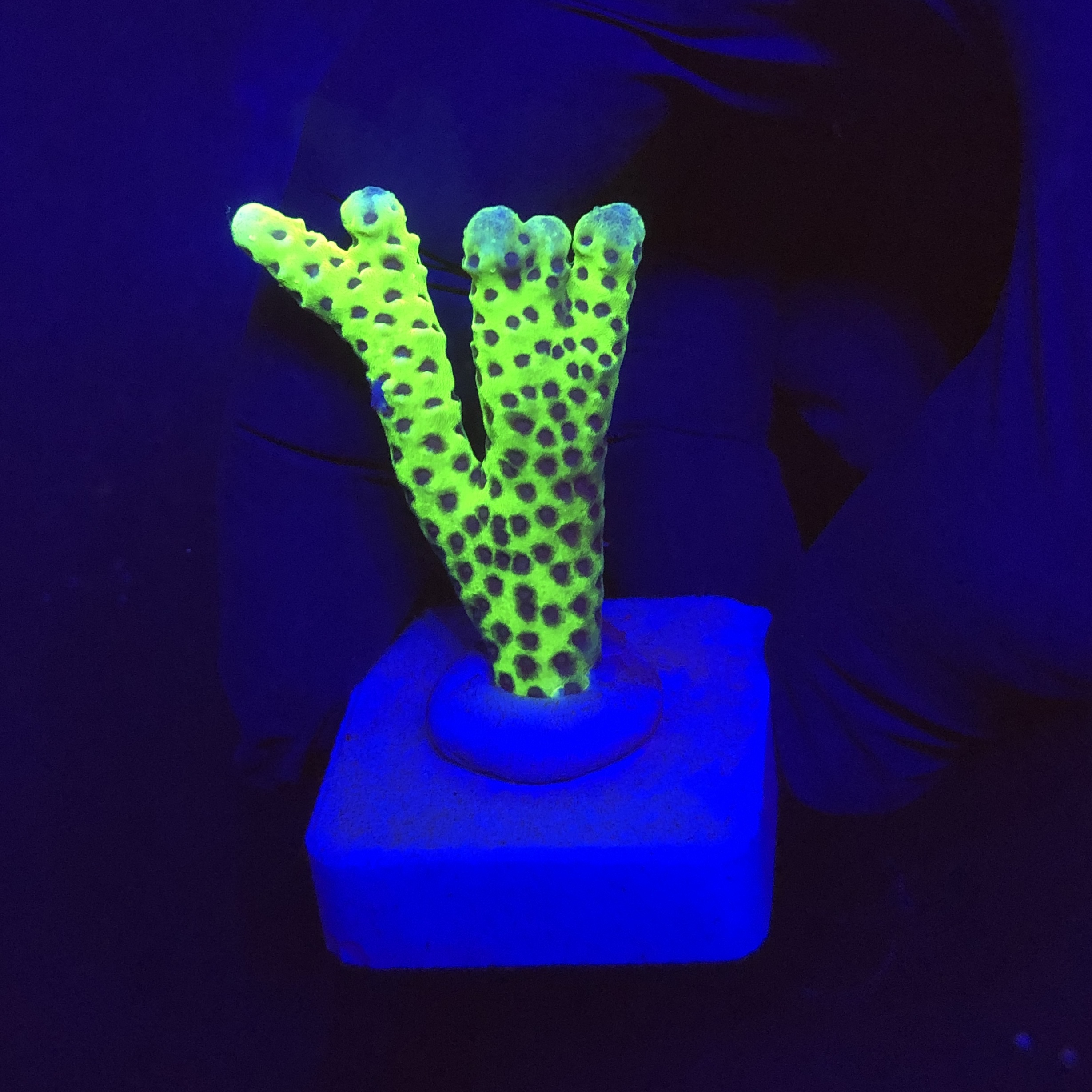 Slime Ball Anacropora M