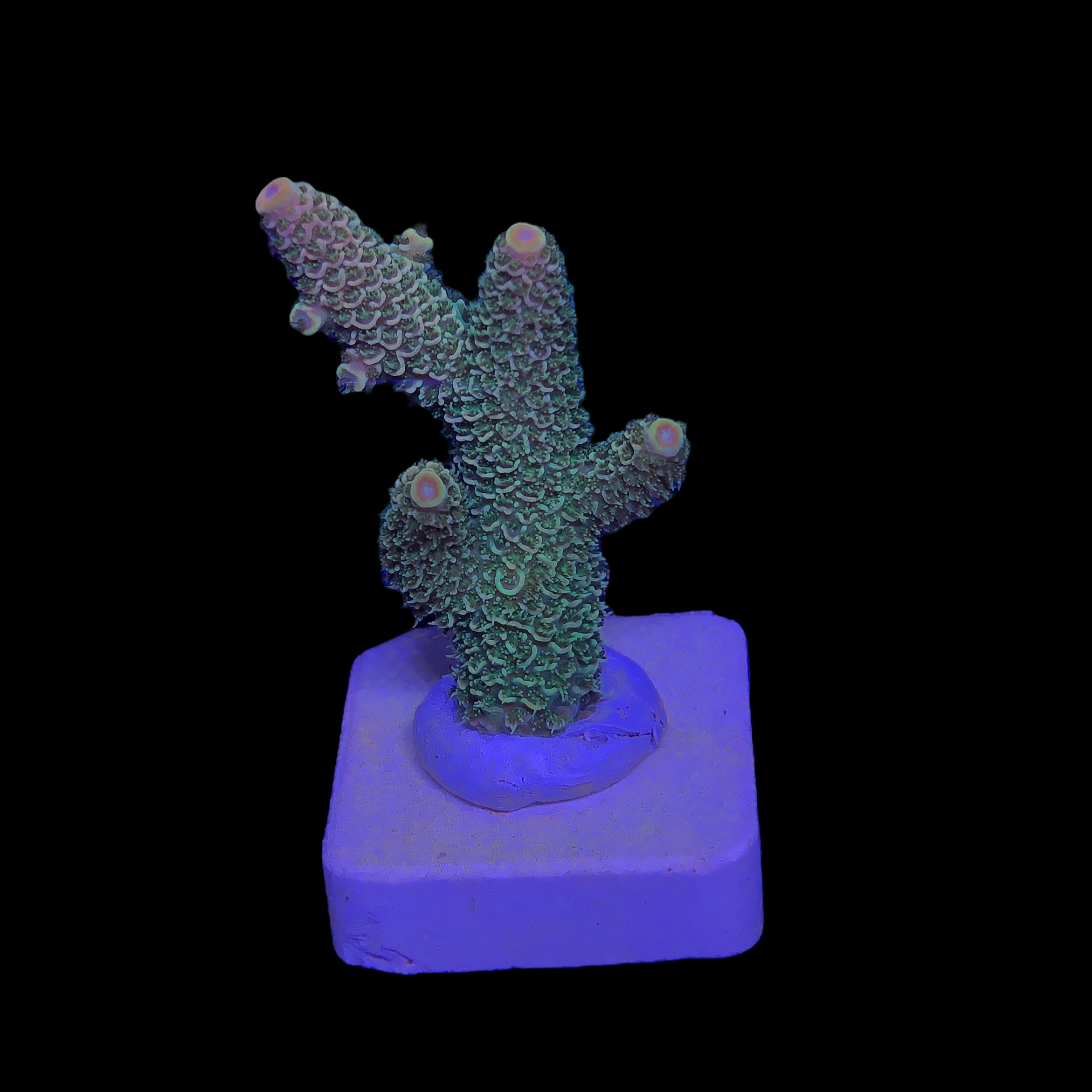 Spathulata Golden M - Imagem 2