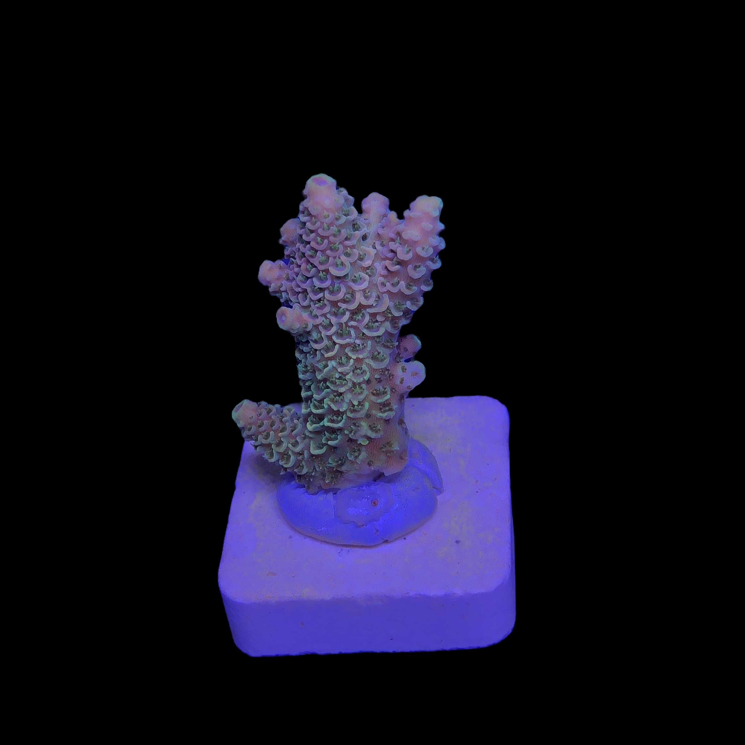 Spathulata Golden M - Imagem 2