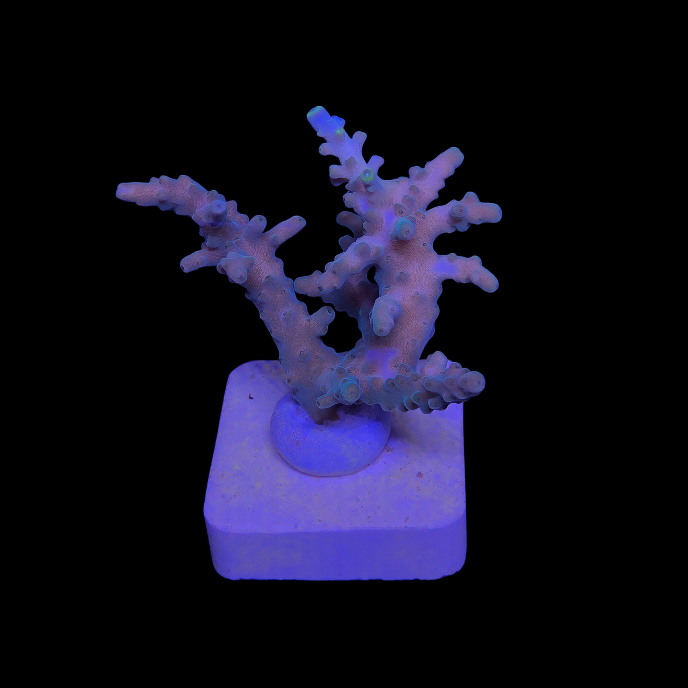 Strawberry Shortcake Bali M - Imagem 2