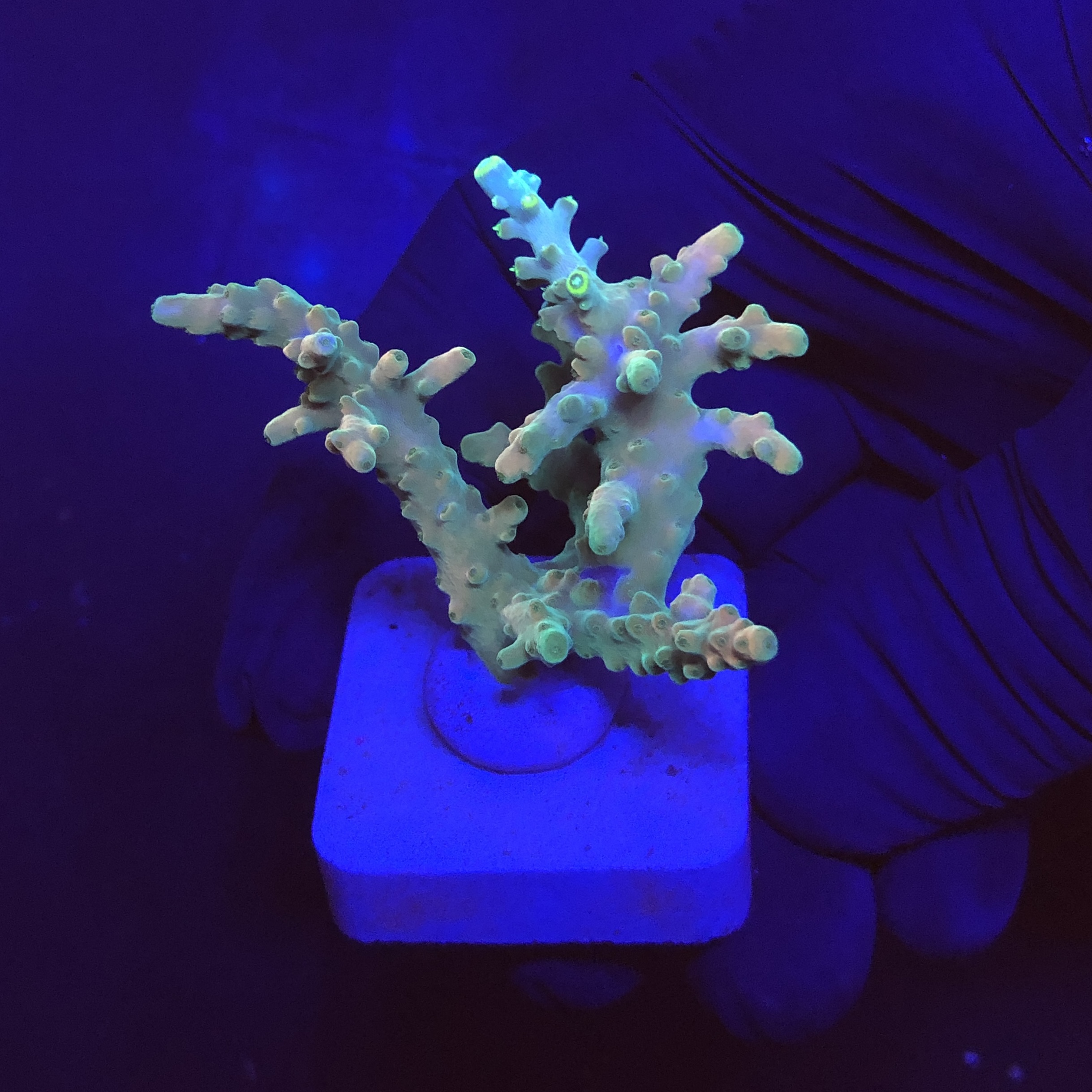 Strawberry Shortcake Bali M