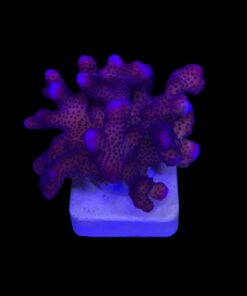 Stylophora Pink G