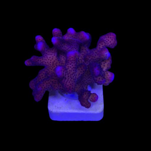 Stylophora Pink G