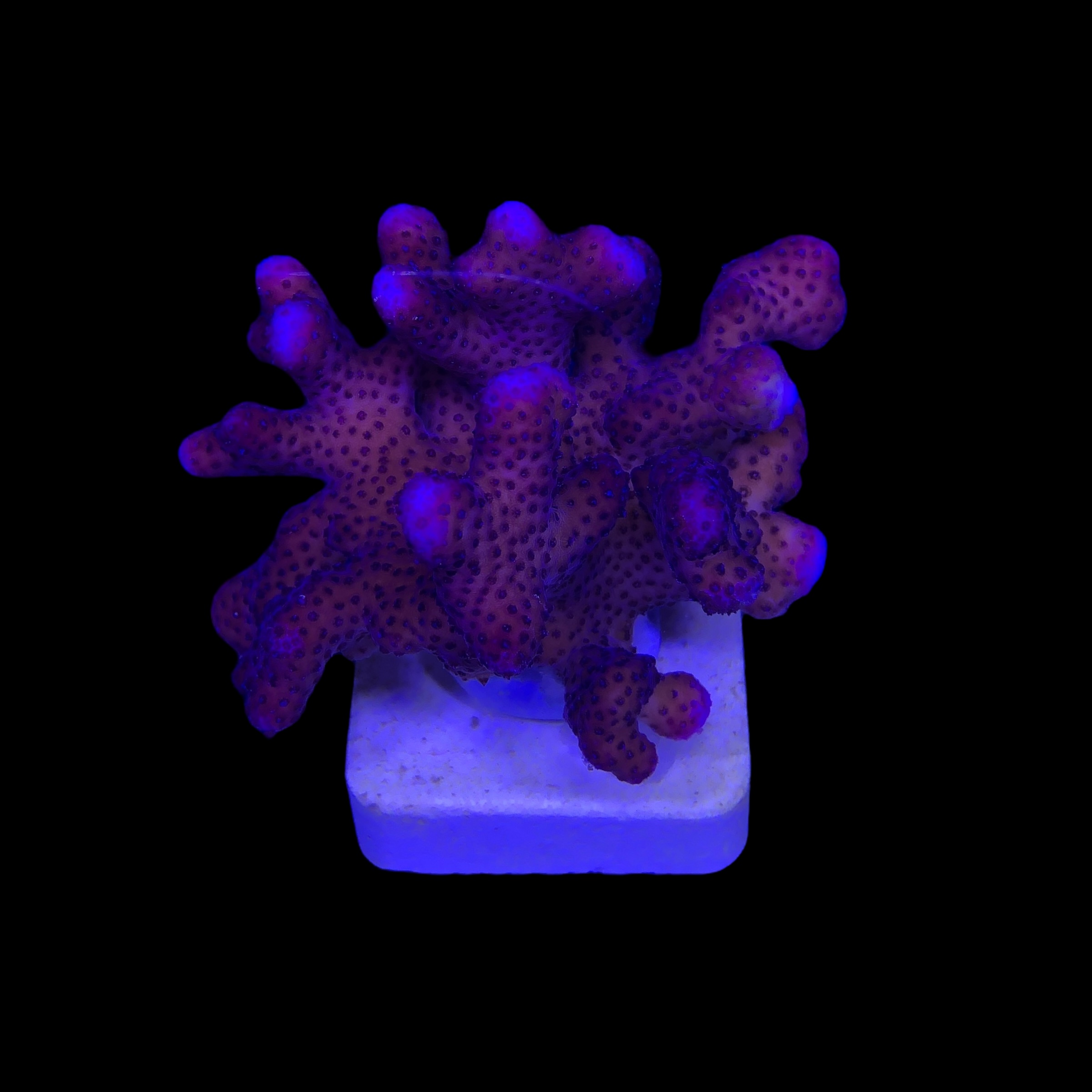 Stylophora Pink G