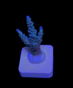OR Tenuis Blue Ice M