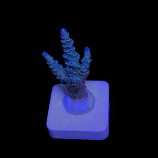 OR Tenuis Blue Ice M
