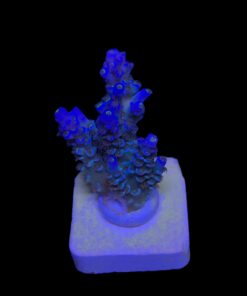 OR Tenuis Blue Ice M