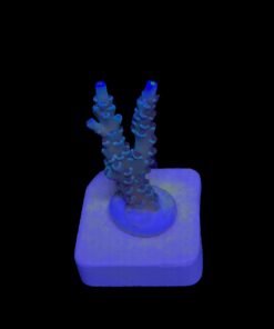 OR Tenuis Blue Ice M