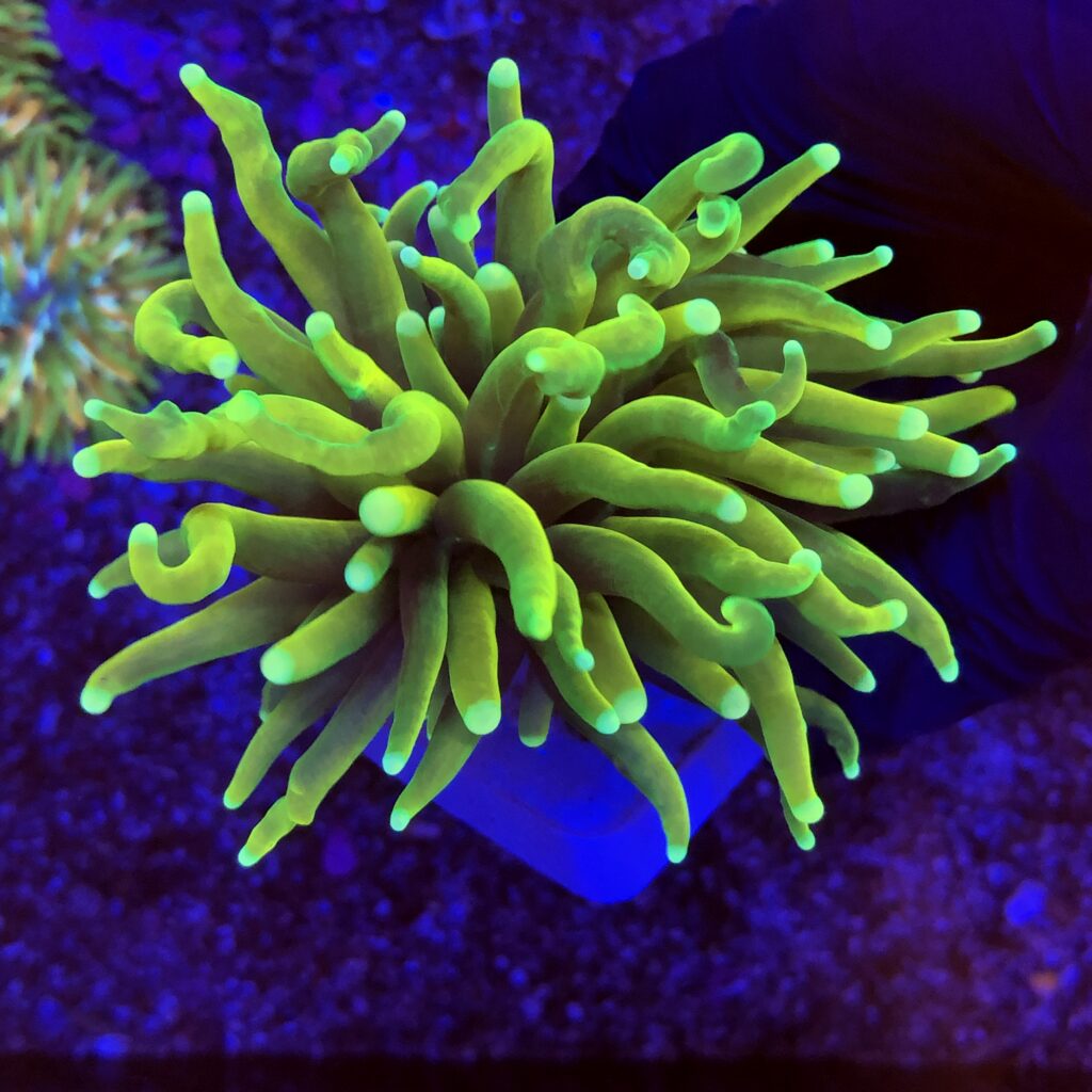 Ocyan