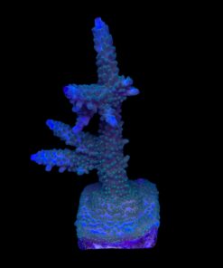 Tortuosa Turcoise Mini Colônia