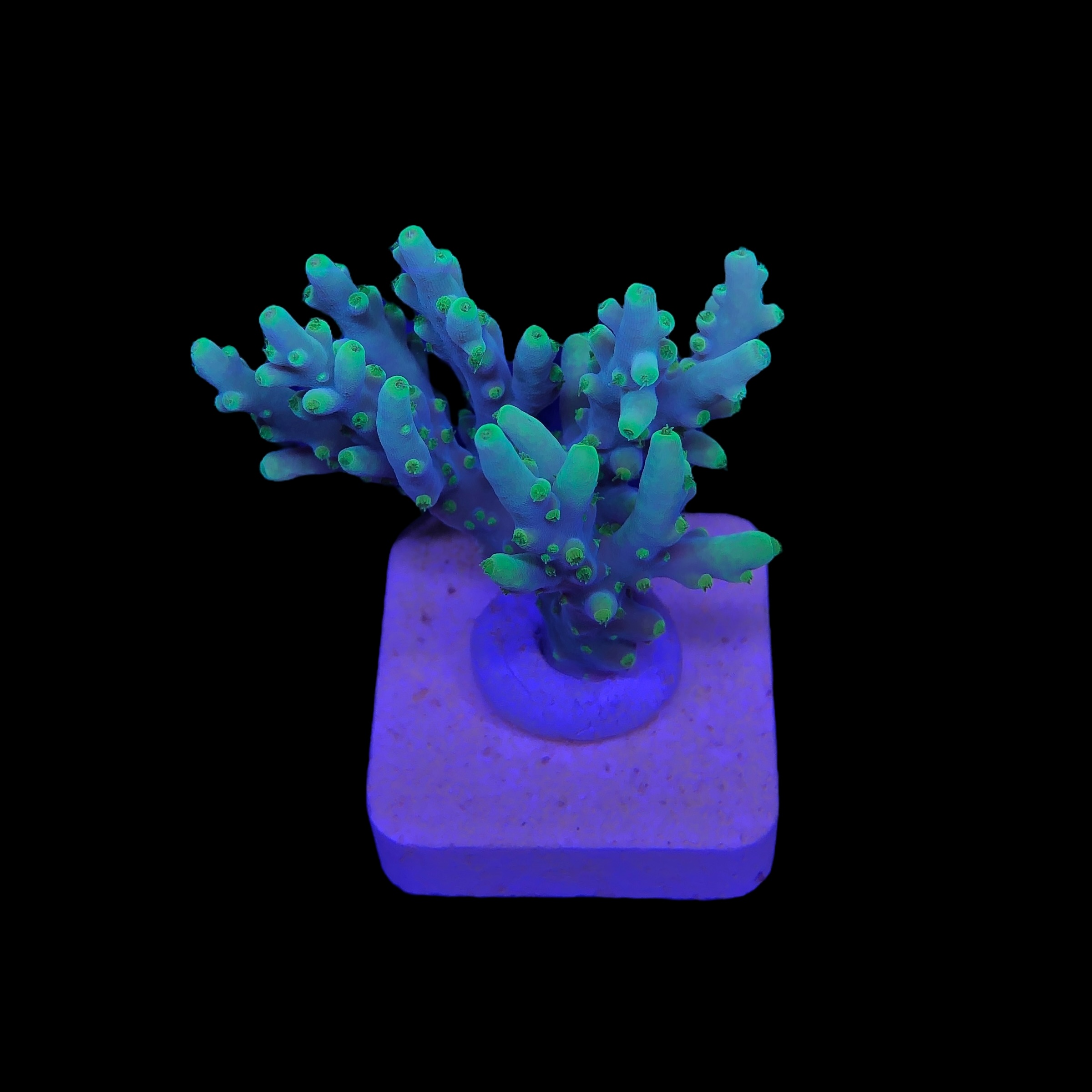 Toxic Green M - Imagem 2