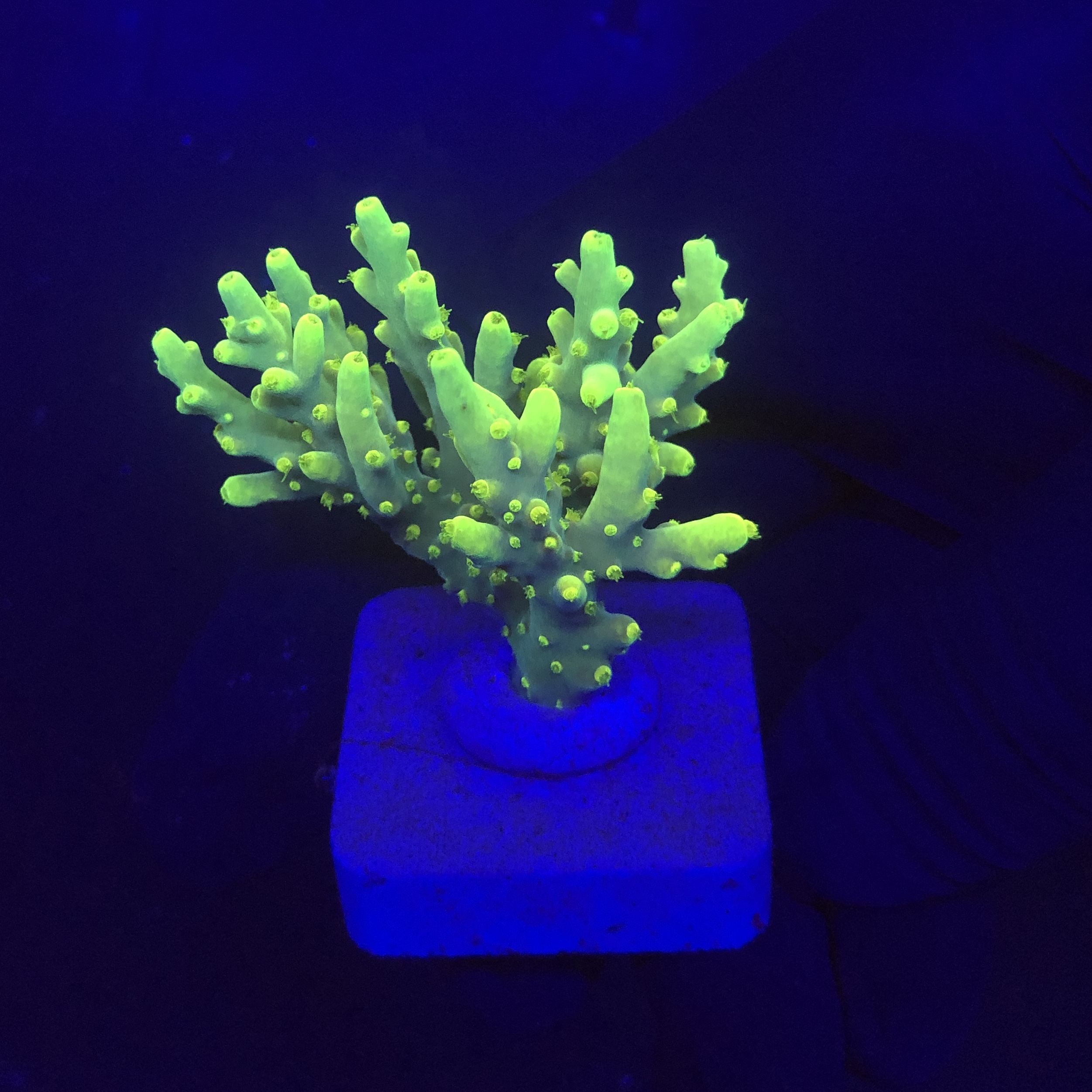 Toxic Green M