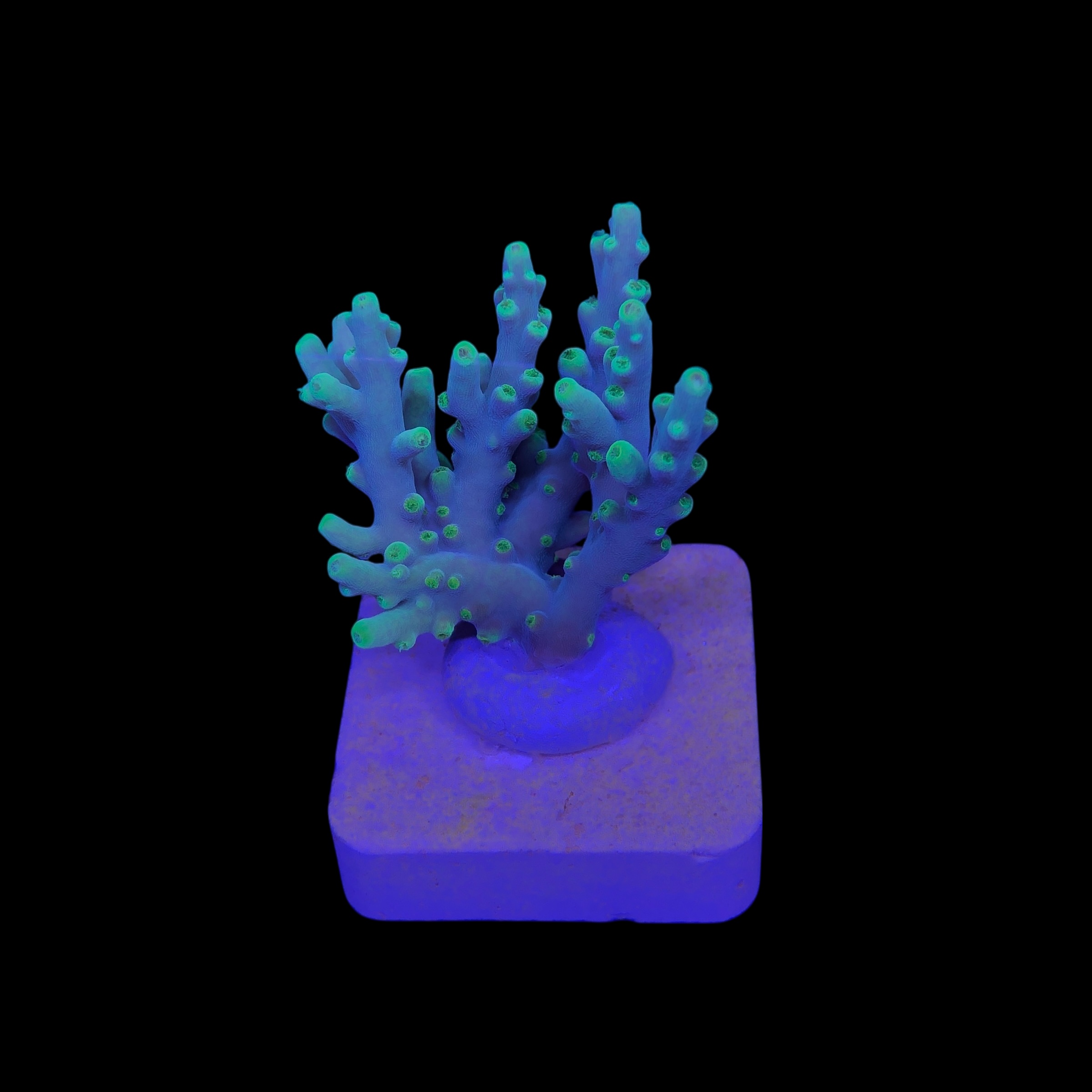 Toxic Green M - Imagem 2