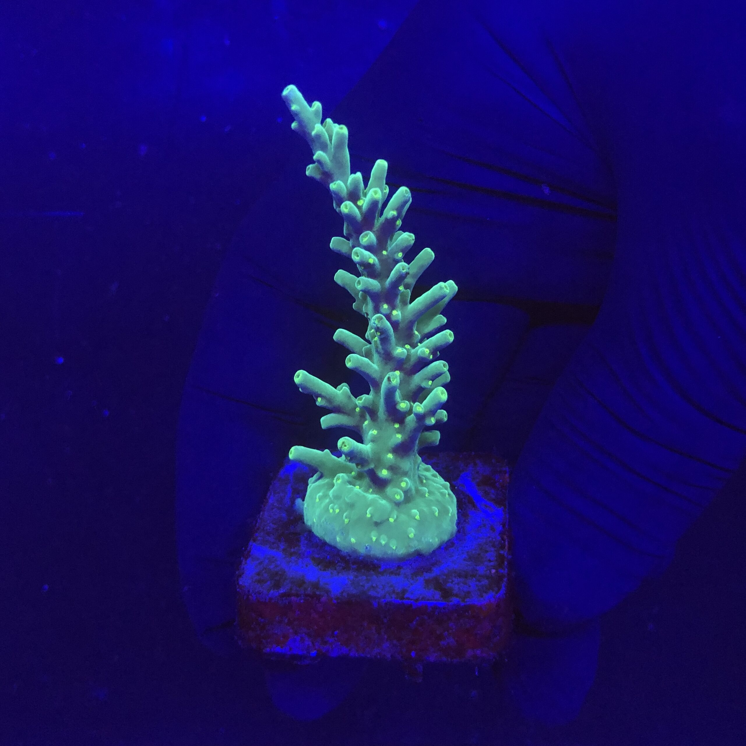 Turak Green M