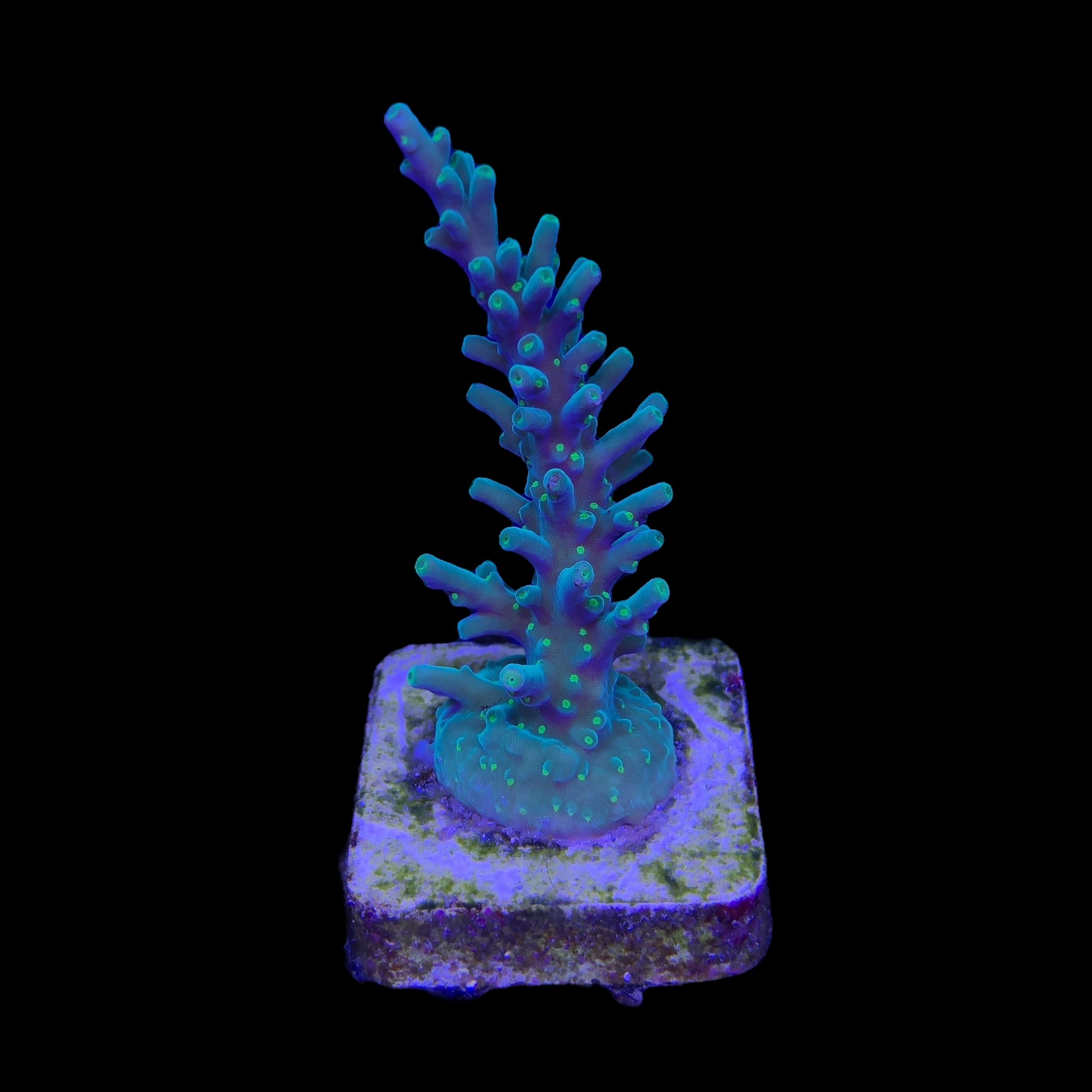 Turak Green M - Imagem 2