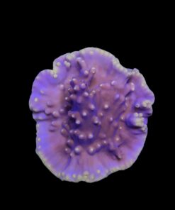 Turbinária Yellow M