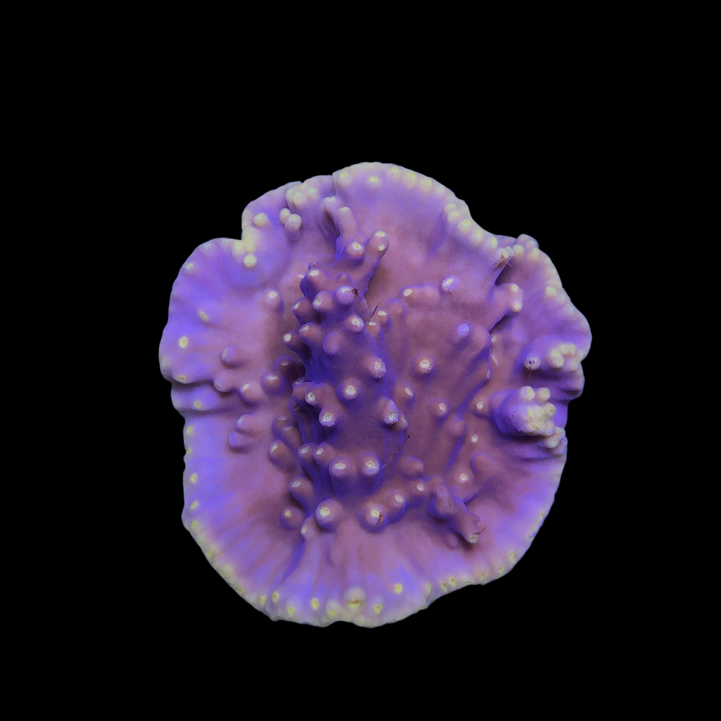 Turbinária Yellow M