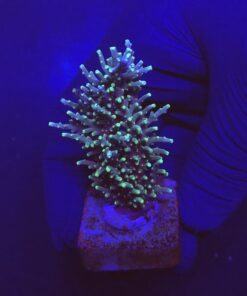 Yellow tips dragon G