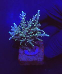 Yellow Tips Dragon G