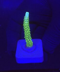 Yongei Green Blue Tips M