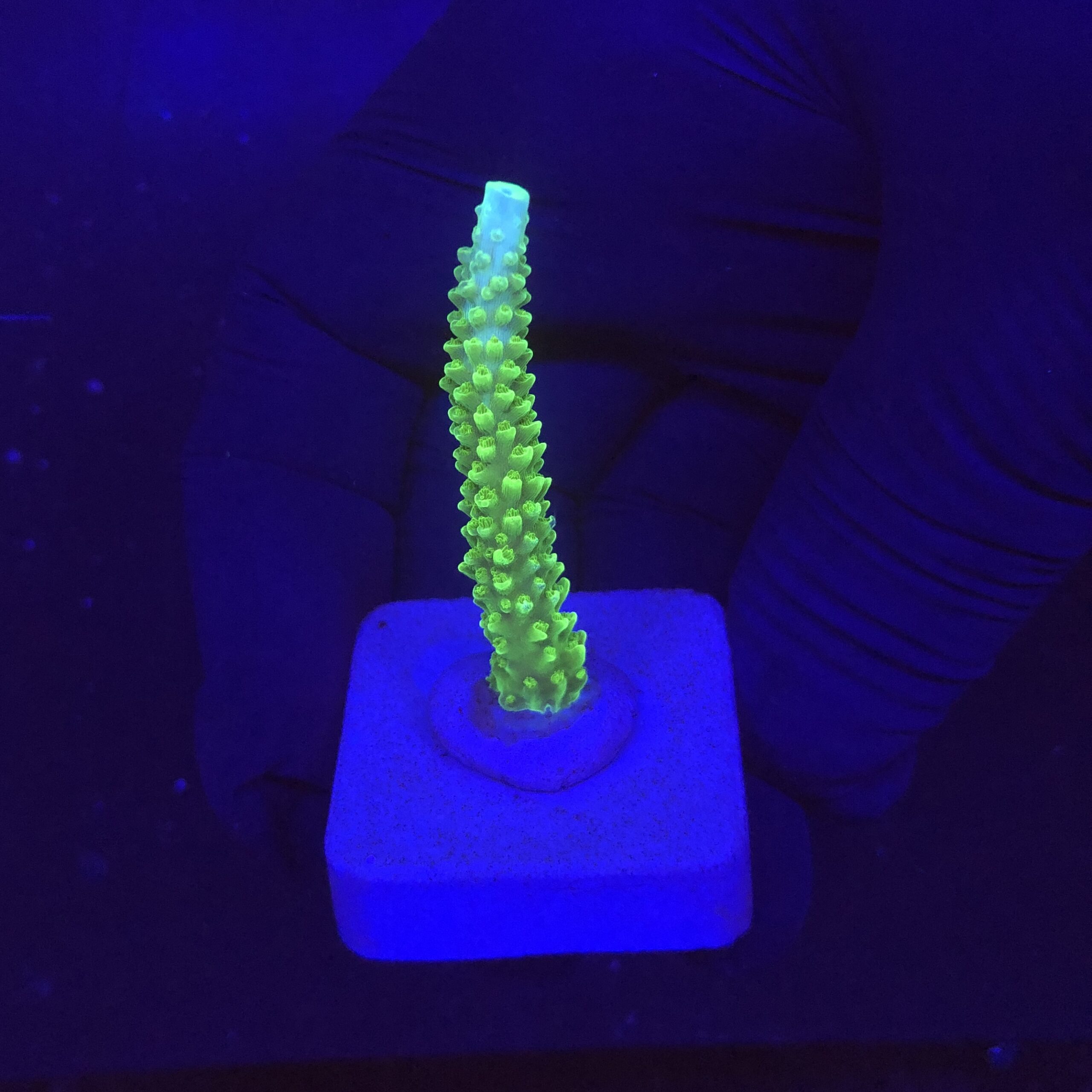 Yongei Green Blue Tips M