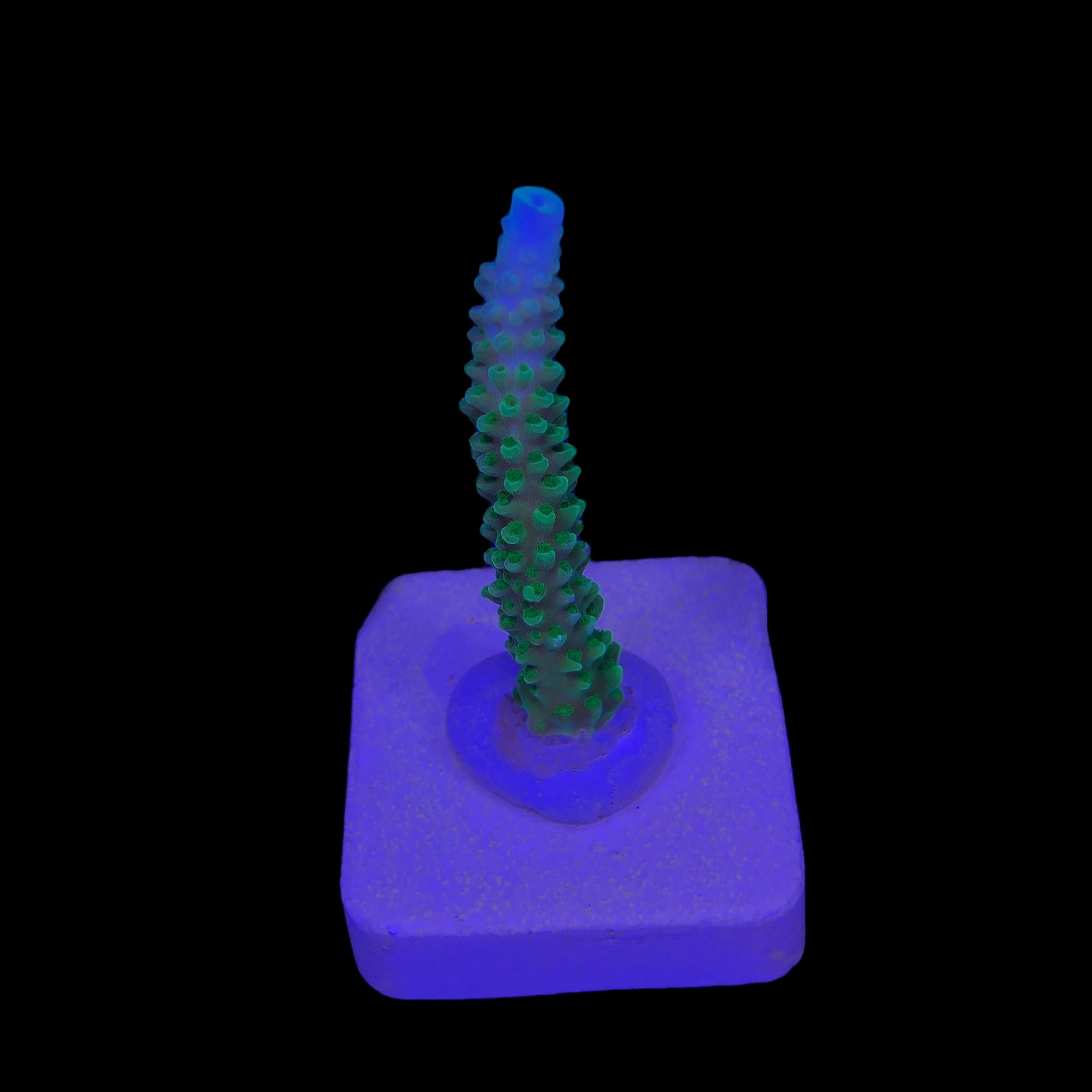 Yongei Green Blue Tips M - Imagem 2