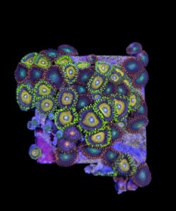 Alternative view of Zoanthus Mix M