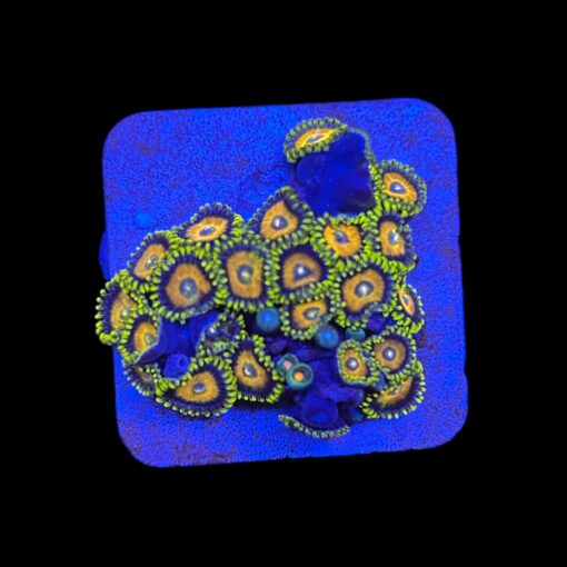 Zoanthus Eagle Eye M