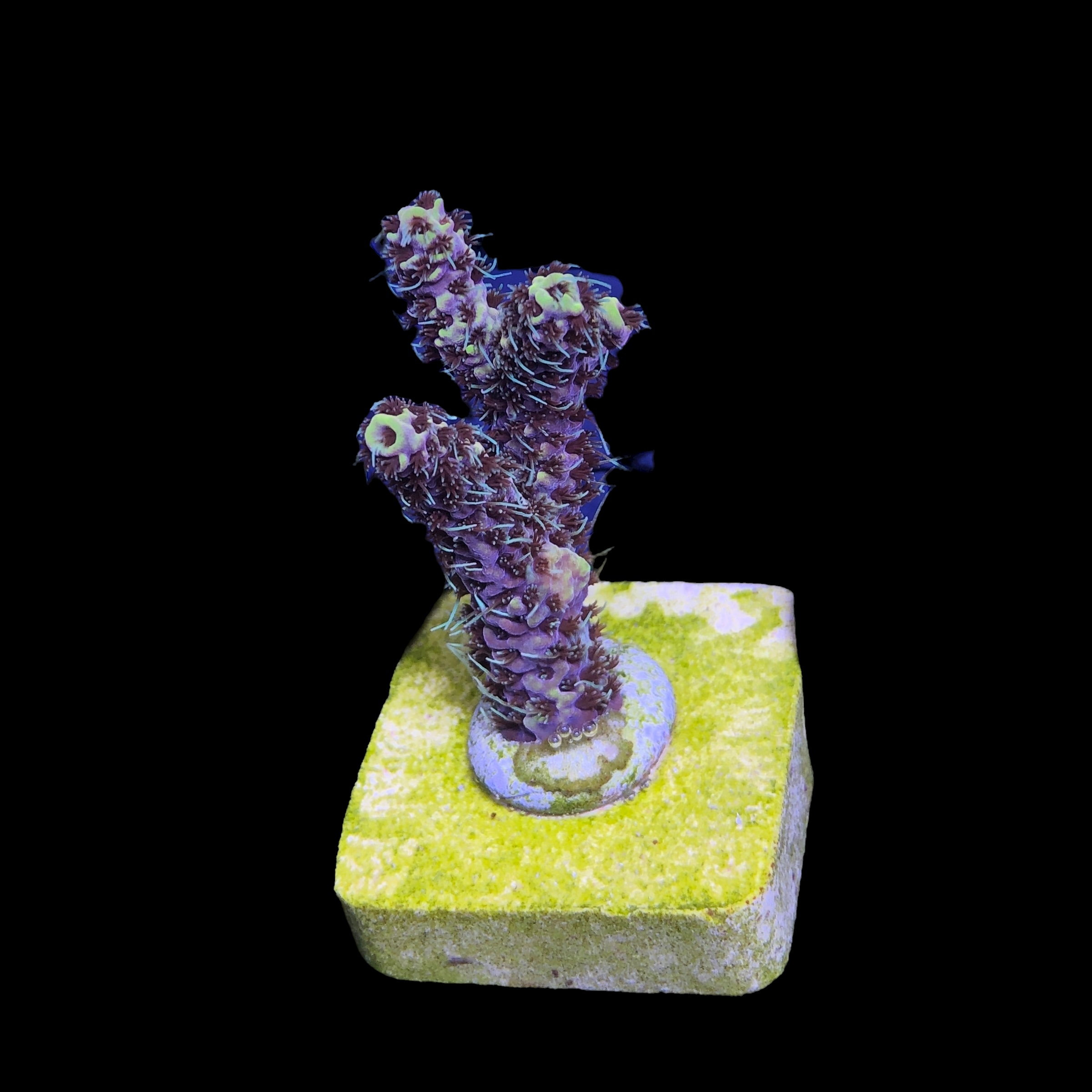 Afterparty M - Imagem 2