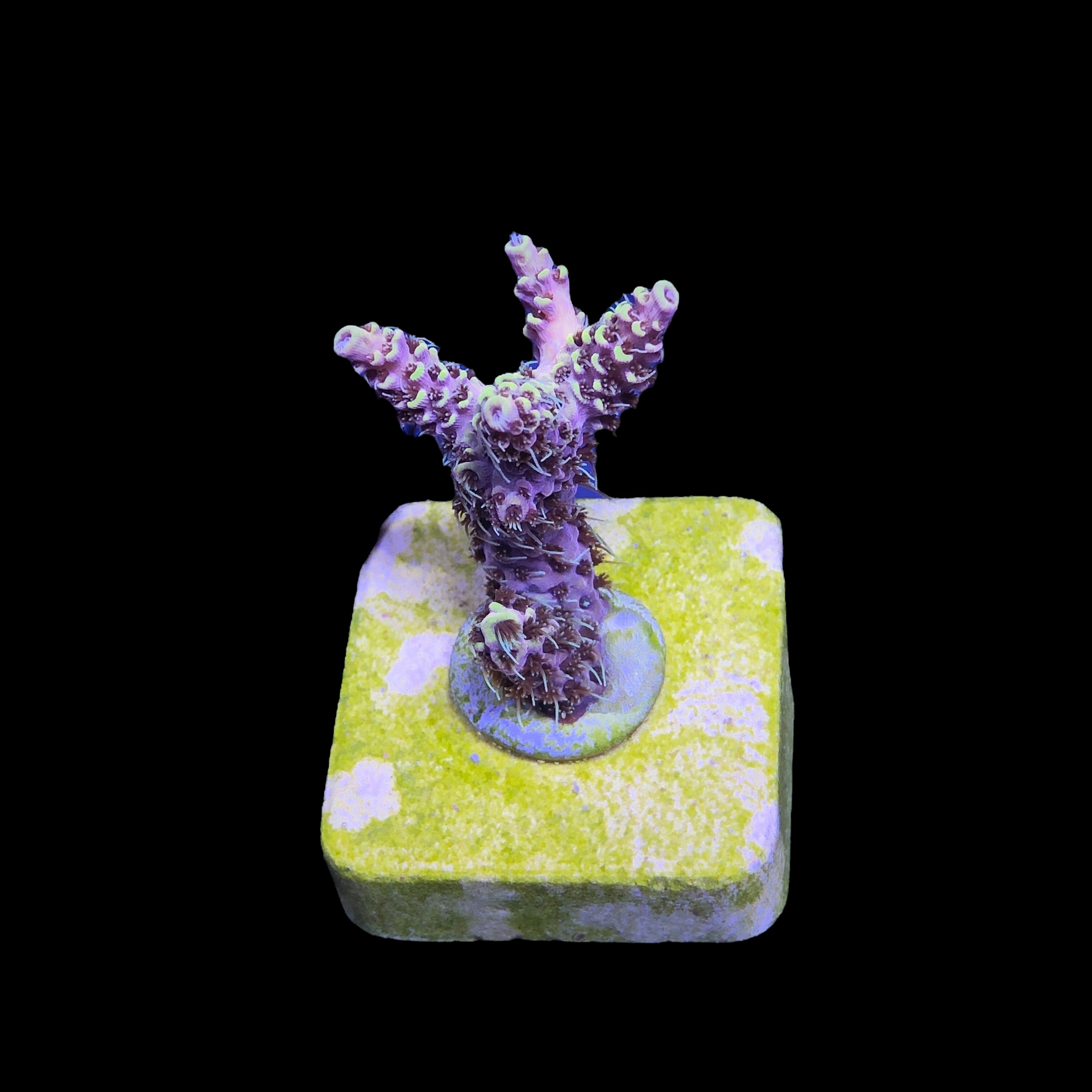 Afterparty M - Imagem 2