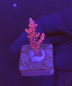 Austera Pink Yellow Tips M