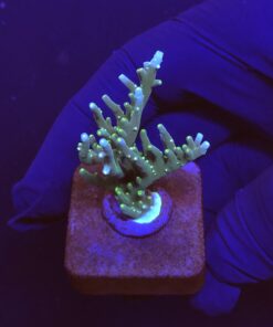 Australian Delicate M