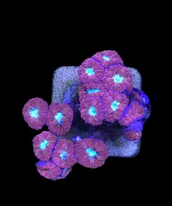 Blastomussa Merletti M