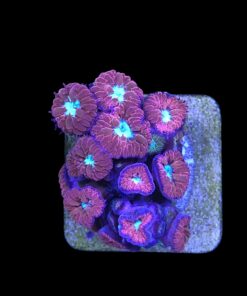 Blastomussa Merletti M